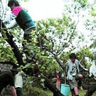 身軽な子供たちは木に登って頑張りました。